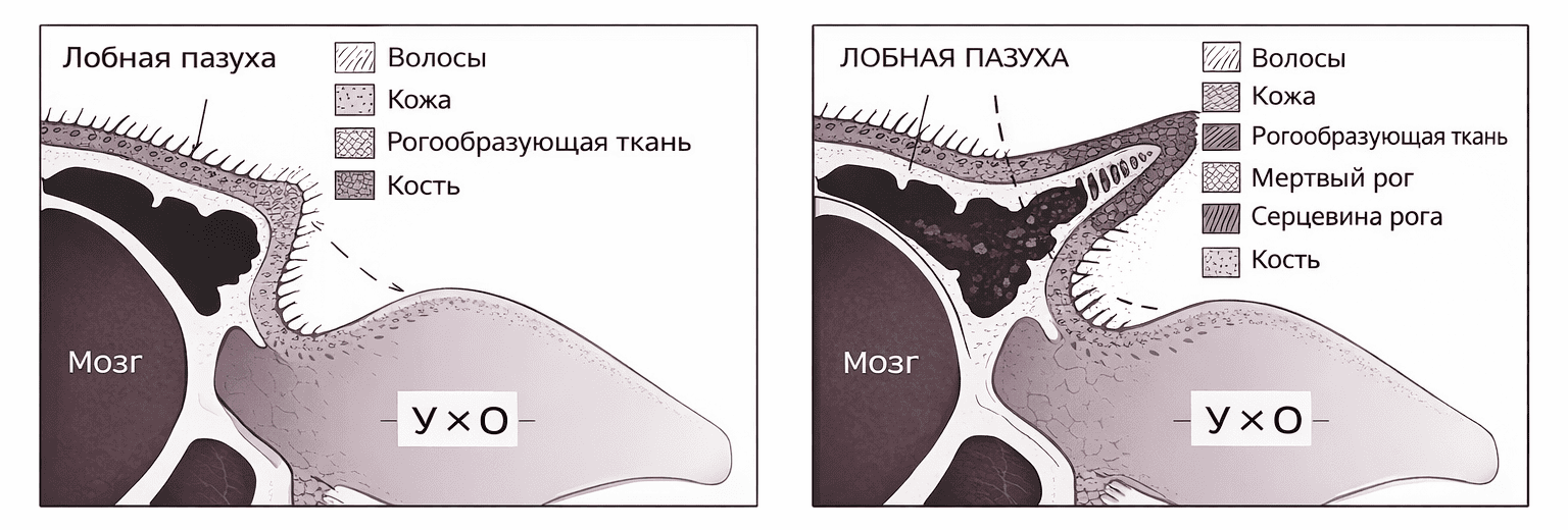 Методы обезроживания телят и уход за животными после процедуры