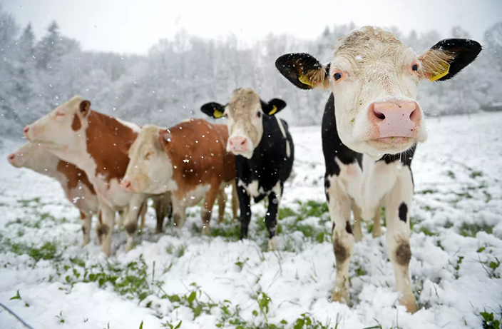 сколько сена нужно корове на зиму фото