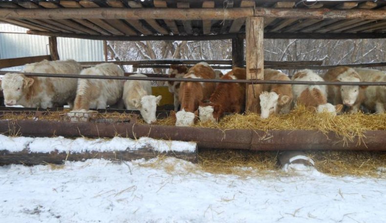 сколько сена надо корове на зиму картинка