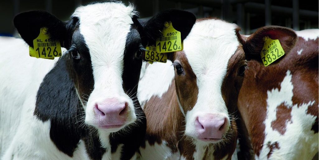 Обезроживание телят в раннем возрасте: оптимальные сроки проведения процедуры